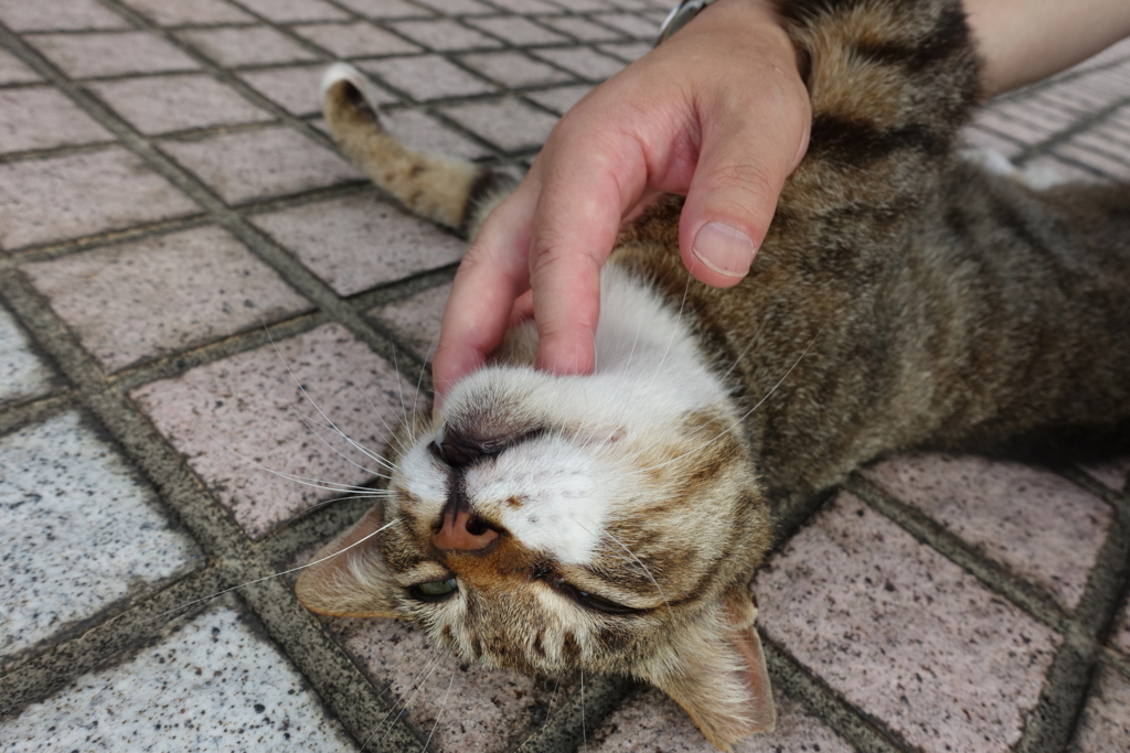 f:id:shigeo-t:20180716100520j:plain