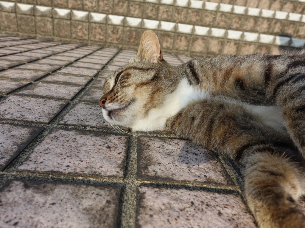 f:id:shigeo-t:20180716102744j:plain f:id:shigeo-t:20180716102744j:plain
