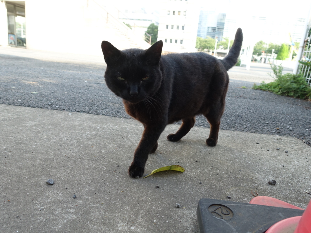 f:id:shigeo-t:20180716103014j:plain f:id:shigeo-t:20180716103014j:plain