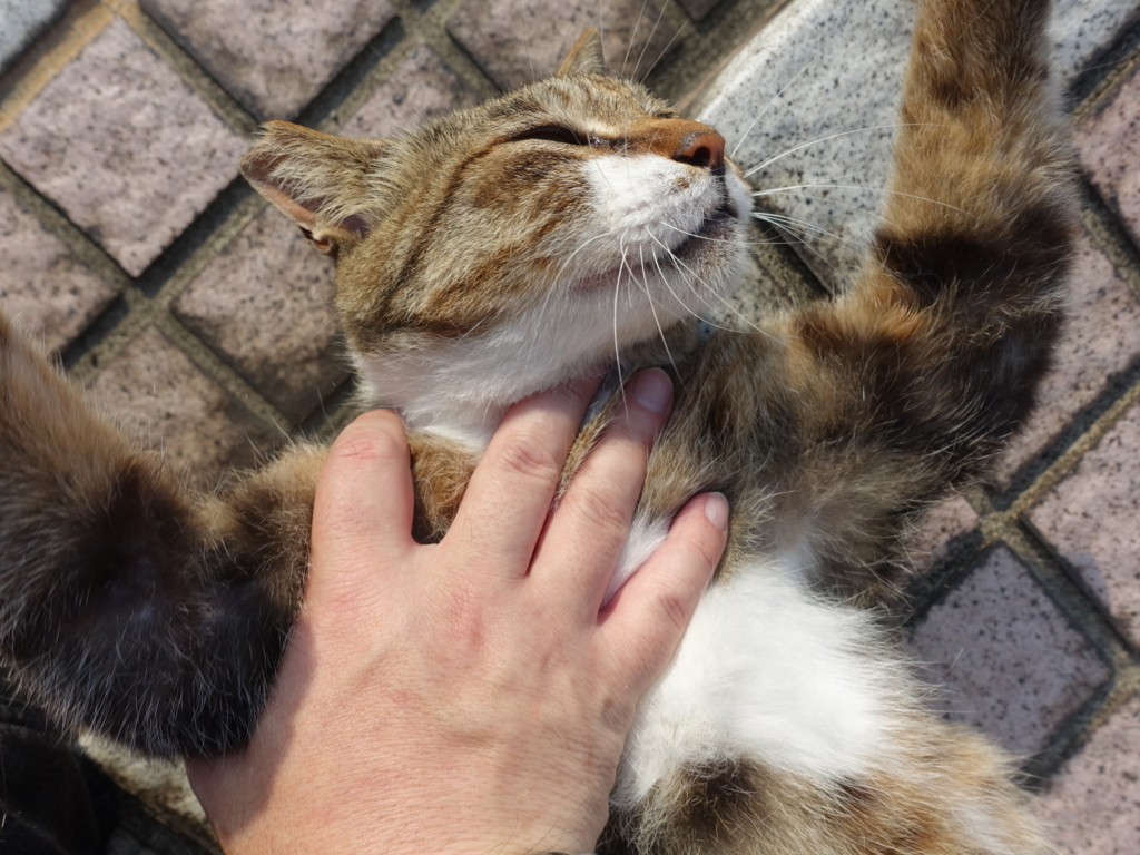f:id:shigeo-t:20180716103056j:plain f:id:shigeo-t:20180716103056j:plain