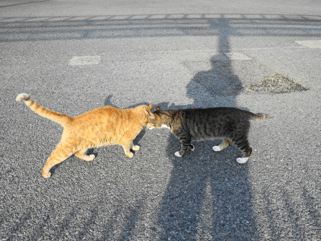 f:id:shigeo-t:20180716103345j:plain f:id:shigeo-t:20180716103345j:plain