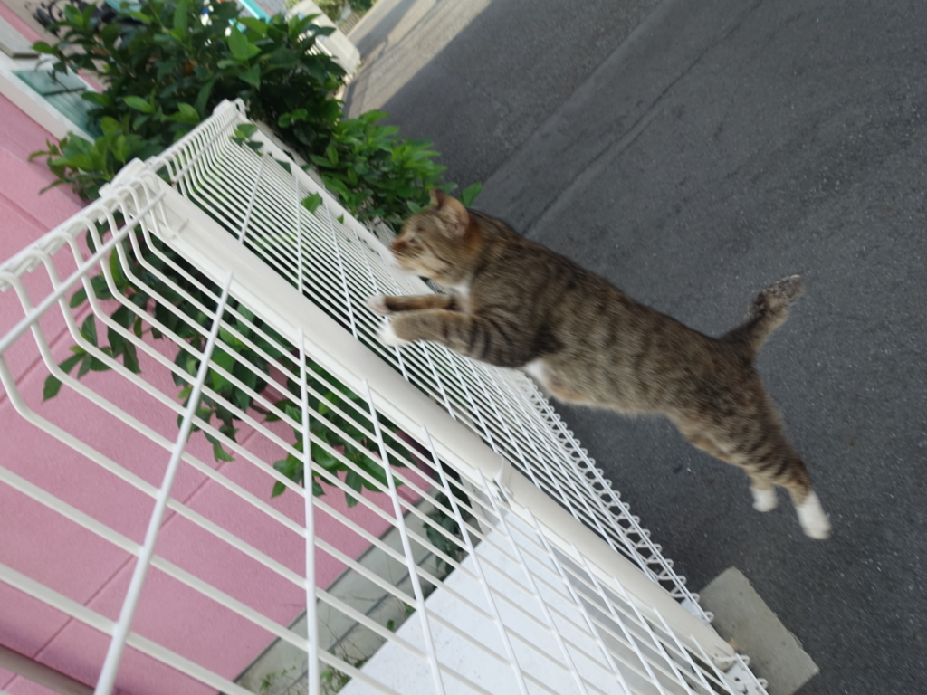 f:id:shigeo-t:20180716105231j:plain f:id:shigeo-t:20180716105231j:plain