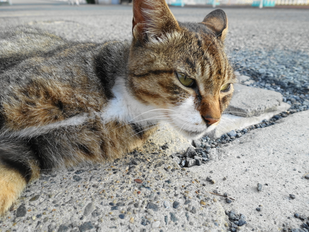 f:id:shigeo-t:20180716110004j:plain f:id:shigeo-t:20180716110004j:plain