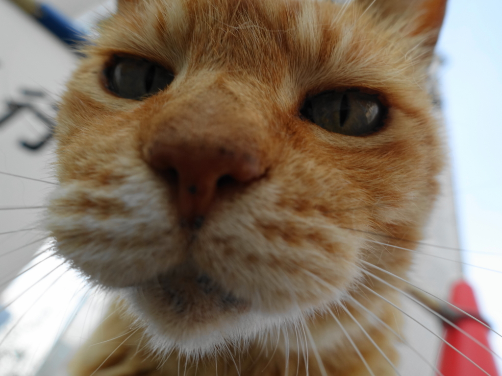 f:id:shigeo-t:20180716110549j:plain f:id:shigeo-t:20180716110549j:plain