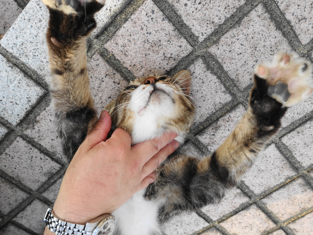 f:id:shigeo-t:20180716110628j:plain f:id:shigeo-t:20180716110628j:plain