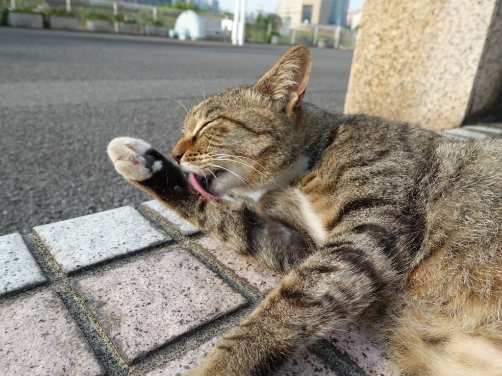 f:id:shigeo-t:20180716111136j:plain f:id:shigeo-t:20180716111136j:plain