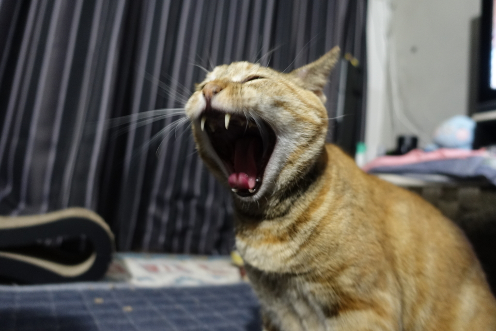 f:id:shigeo-t:20180720093428j:plain f:id:shigeo-t:20180720093428j:plain