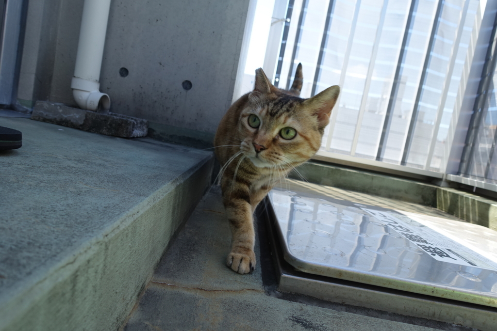 f:id:shigeo-t:20180722101601j:plain f:id:shigeo-t:20180722101601j:plain