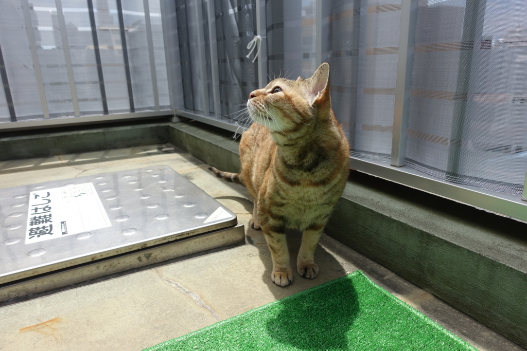f:id:shigeo-t:20180722101657j:plain f:id:shigeo-t:20180722101657j:plain