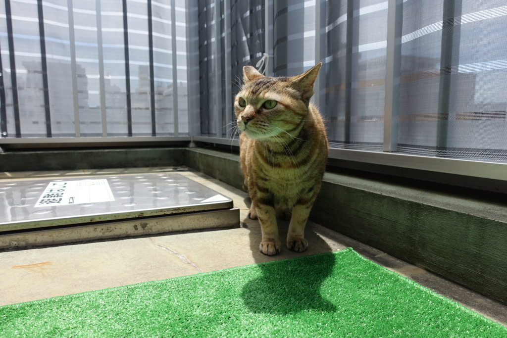 f:id:shigeo-t:20180722101747j:plain f:id:shigeo-t:20180722101747j:plain