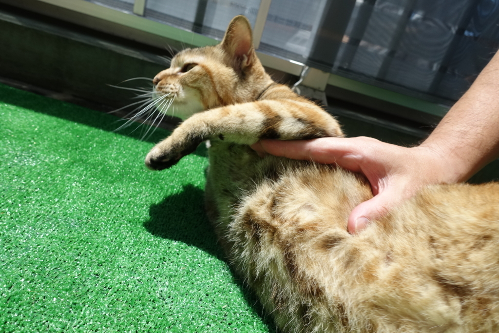 f:id:shigeo-t:20180722101925j:plain f:id:shigeo-t:20180722101925j:plain
