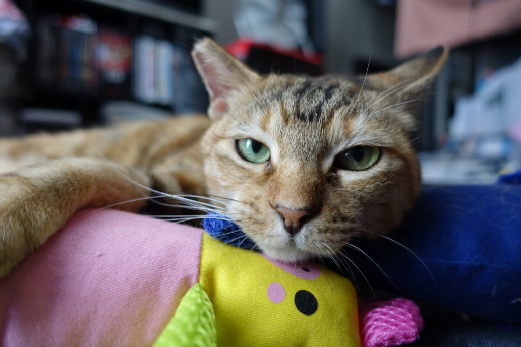 f:id:shigeo-t:20180722102647j:plain f:id:shigeo-t:20180722102647j:plain