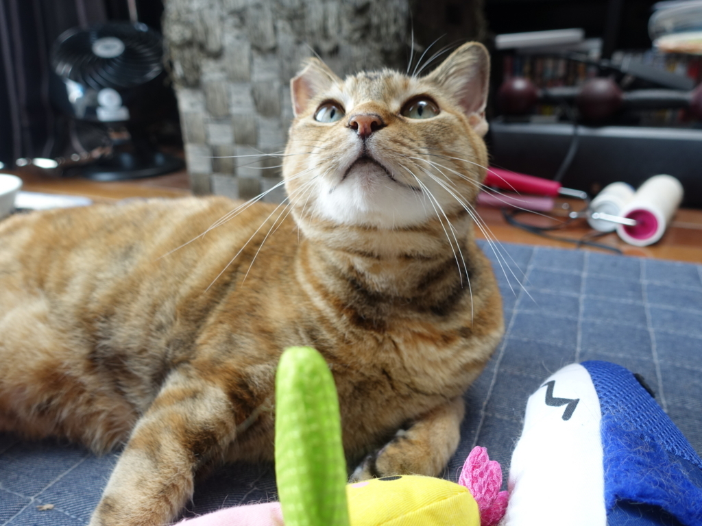 f:id:shigeo-t:20180722105233j:plain