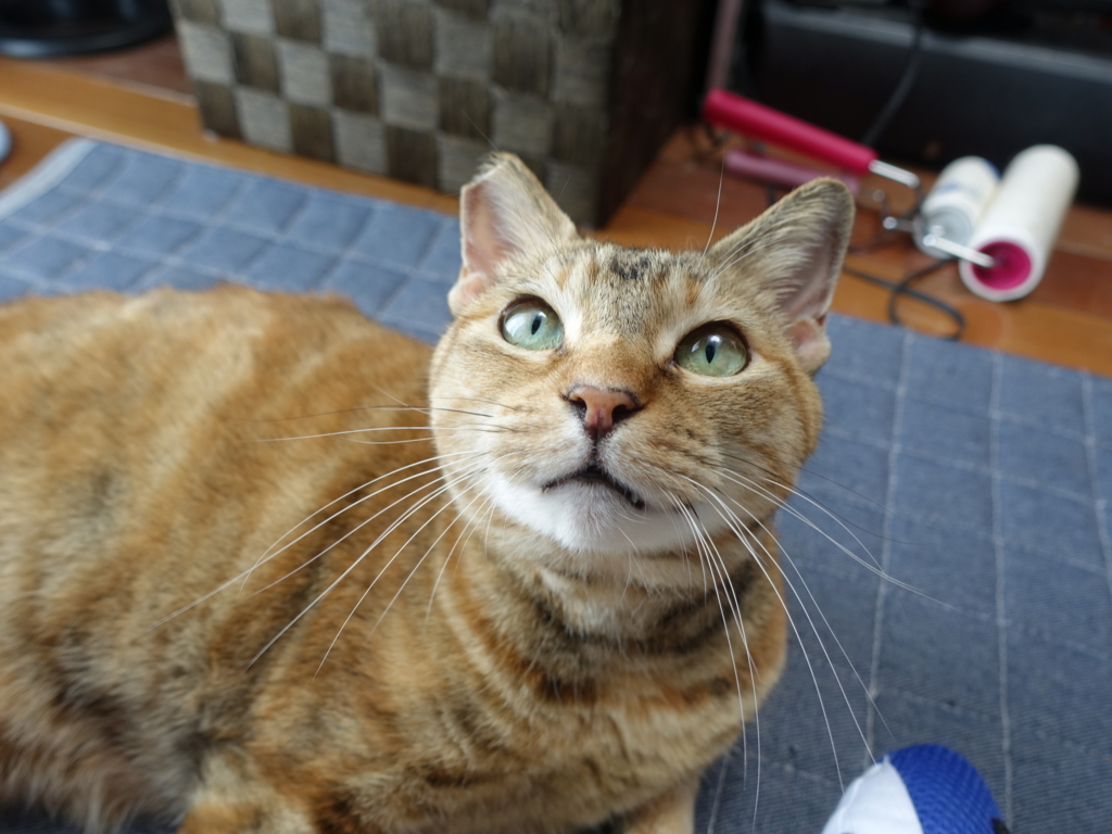 f:id:shigeo-t:20180722105254j:plain