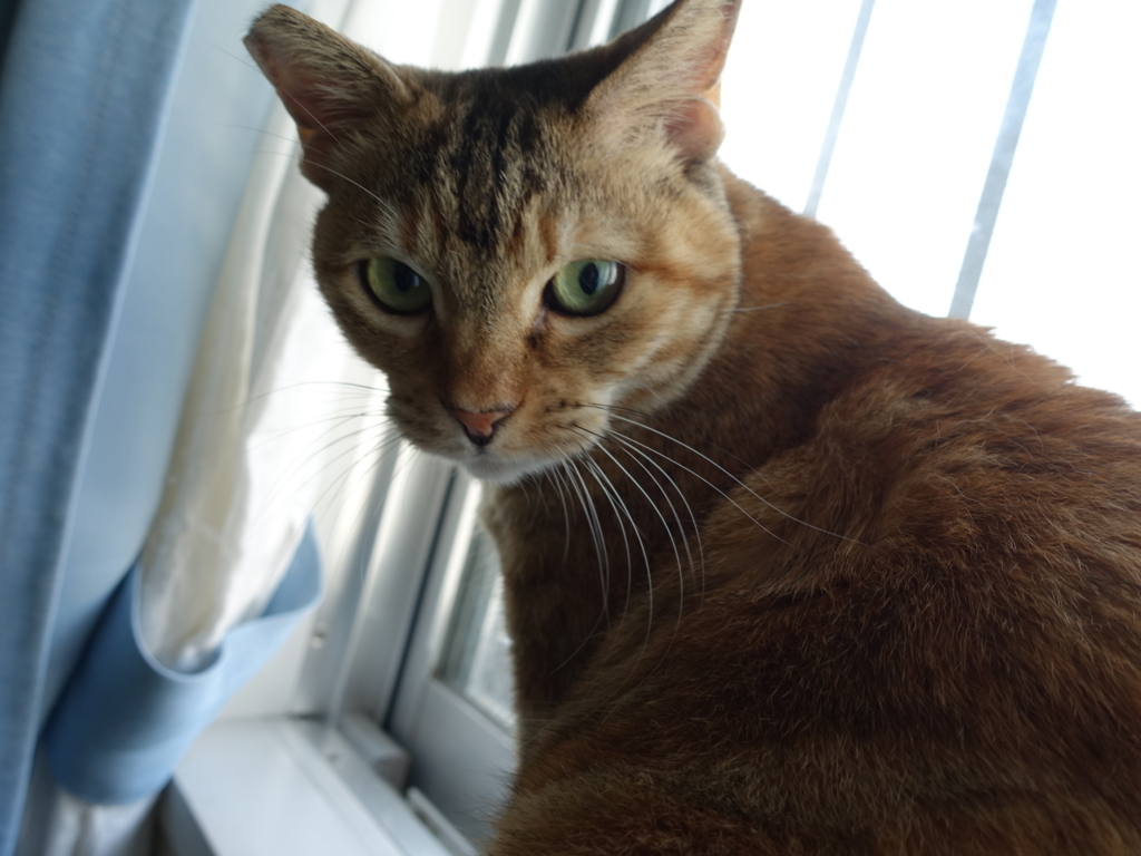 f:id:shigeo-t:20180722105413j:plain