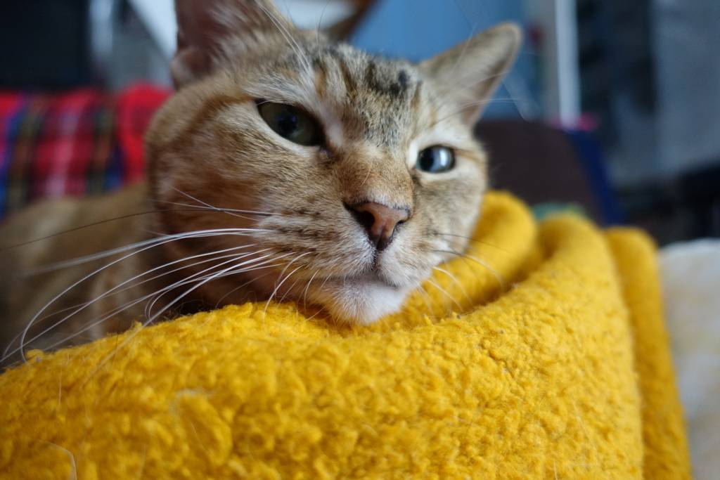 f:id:shigeo-t:20180722105548j:plain