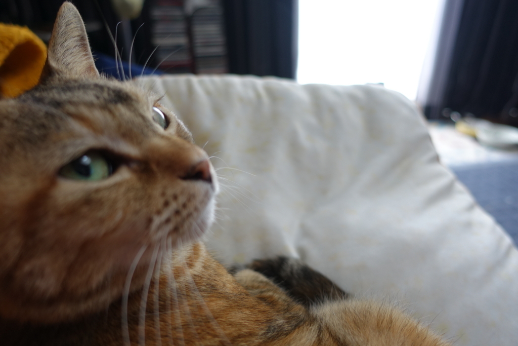 f:id:shigeo-t:20180722105622j:plain