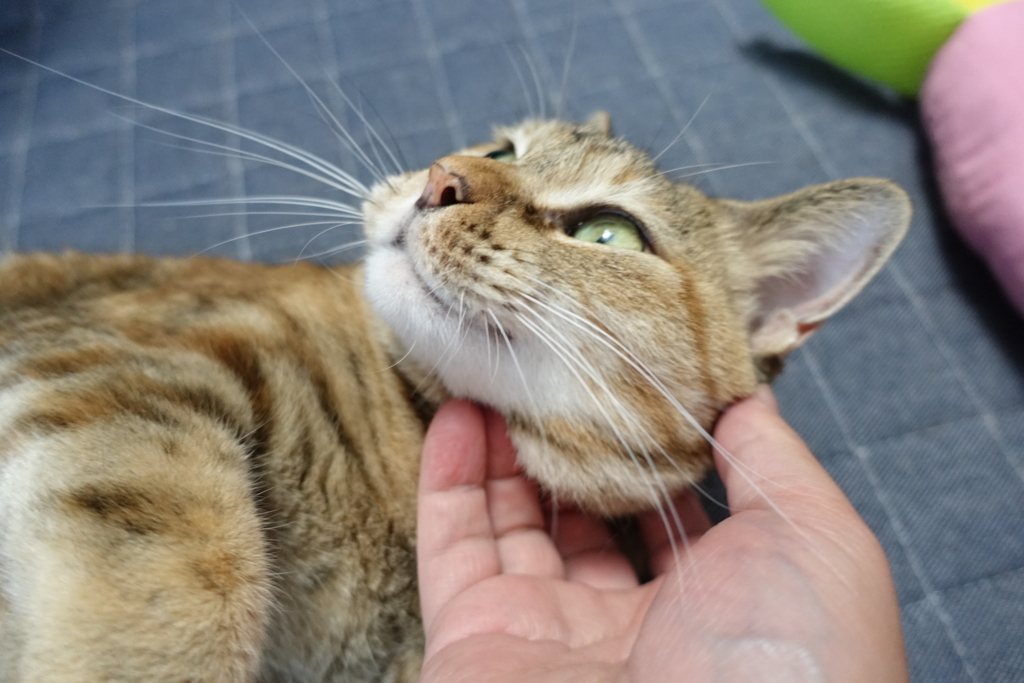 f:id:shigeo-t:20180722105714j:plain