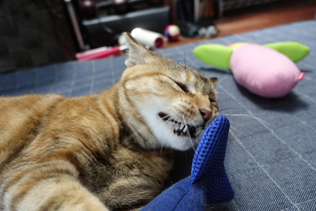 f:id:shigeo-t:20180722105746j:plain