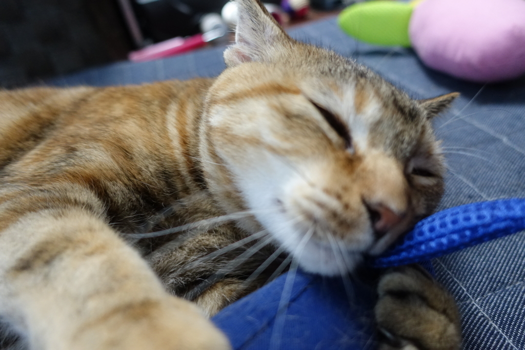 f:id:shigeo-t:20180722105748j:plain