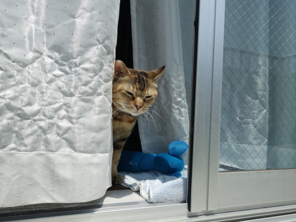 f:id:shigeo-t:20180722105837j:plain