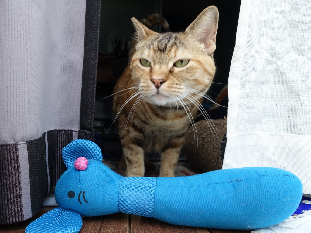 f:id:shigeo-t:20180722105954j:plain