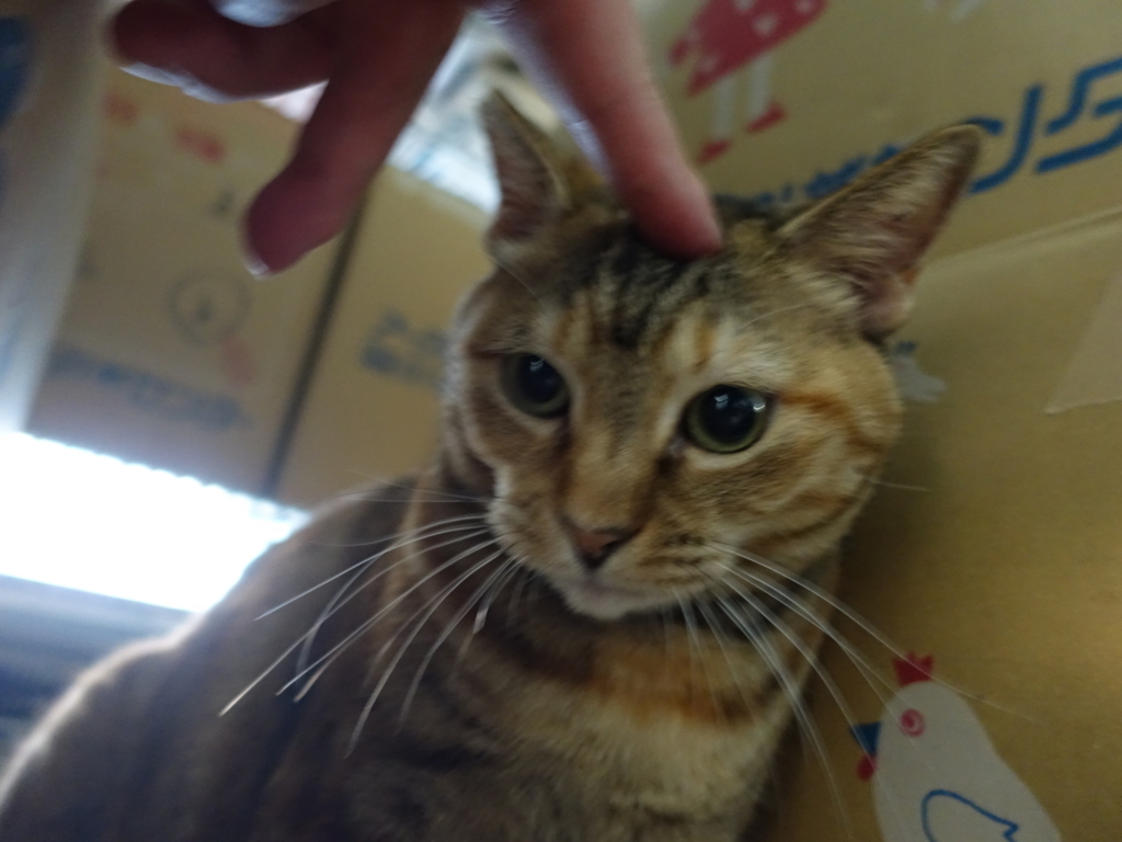 f:id:shigeo-t:20180722110323j:plain