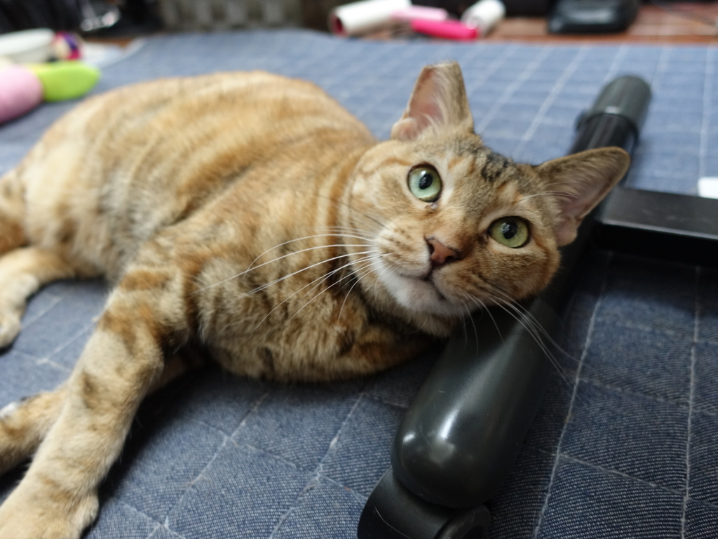 f:id:shigeo-t:20180726095127j:plain