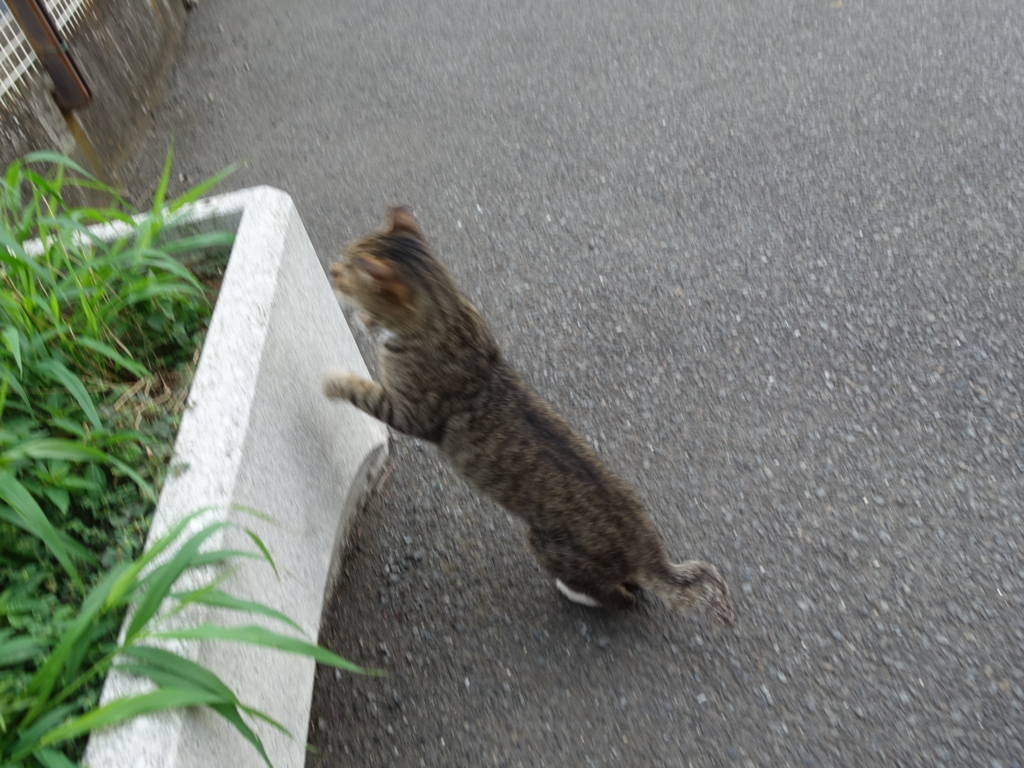 f:id:shigeo-t:20180728090540j:plain f:id:shigeo-t:20180728090540j:plain