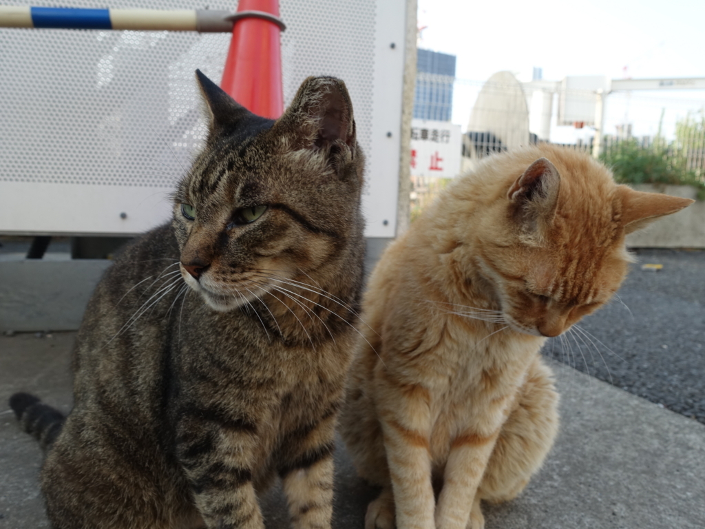 f:id:shigeo-t:20180728091856j:plain f:id:shigeo-t:20180728091856j:plain