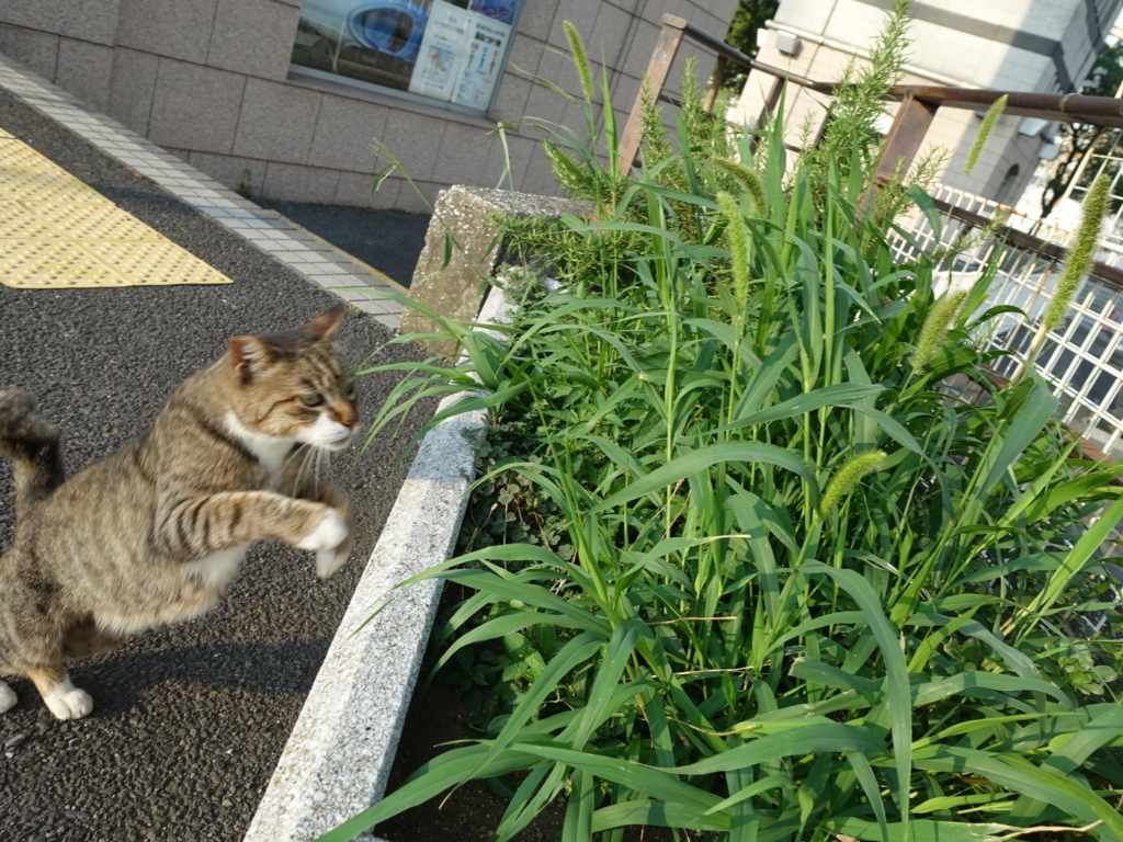 f:id:shigeo-t:20180728092502j:plain f:id:shigeo-t:20180728092502j:plain
