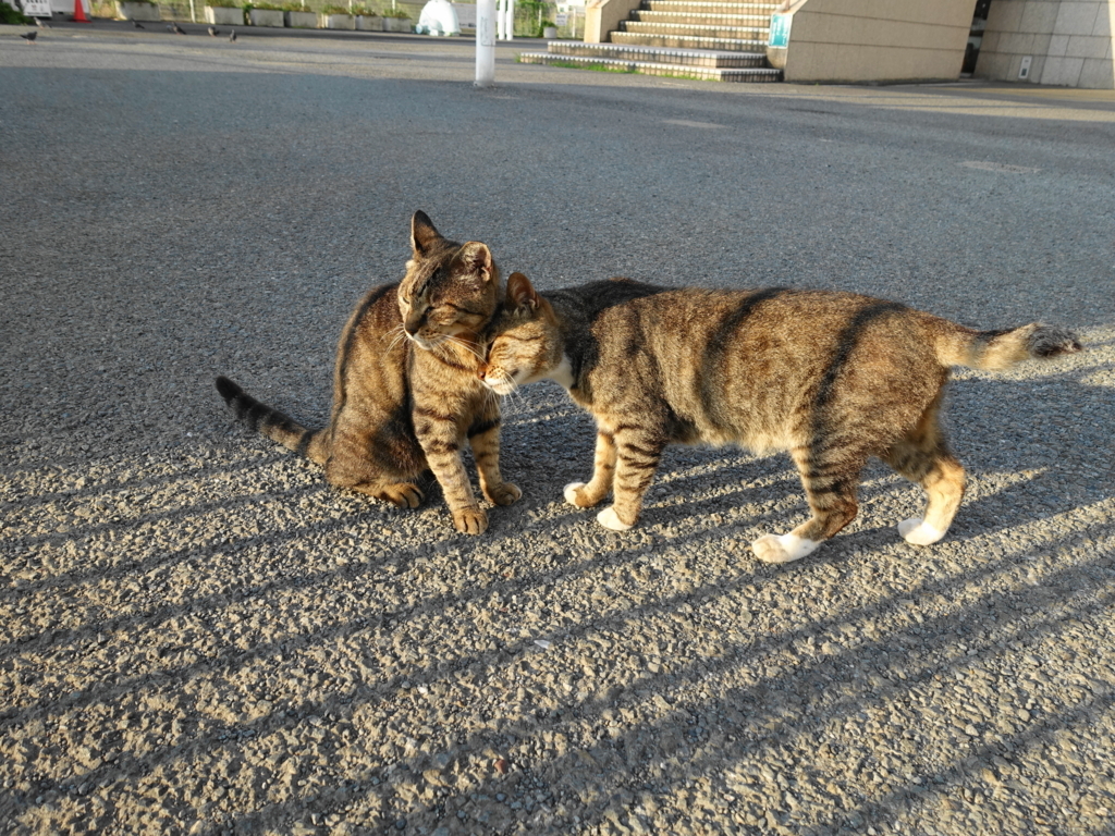 f:id:shigeo-t:20180728093429j:plain f:id:shigeo-t:20180728093429j:plain