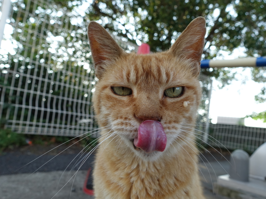 f:id:shigeo-t:20180728093557j:plain f:id:shigeo-t:20180728093557j:plain
