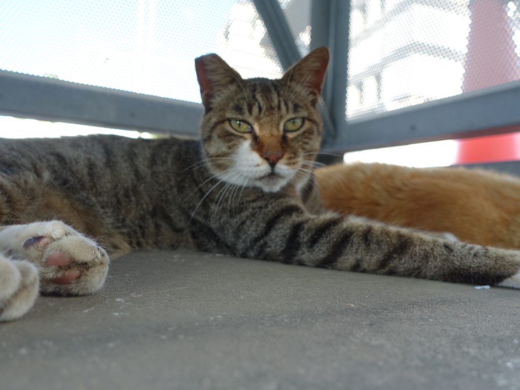 f:id:shigeo-t:20180730093552j:plain