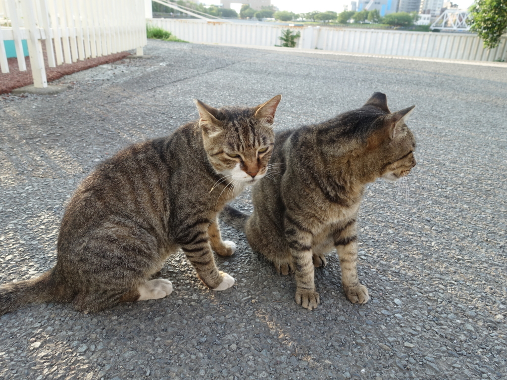 f:id:shigeo-t:20180730094055j:plain