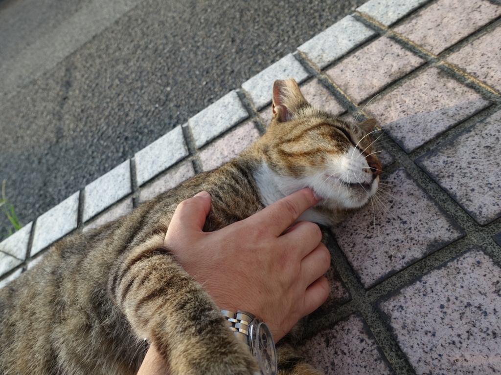 f:id:shigeo-t:20180730094152j:plain