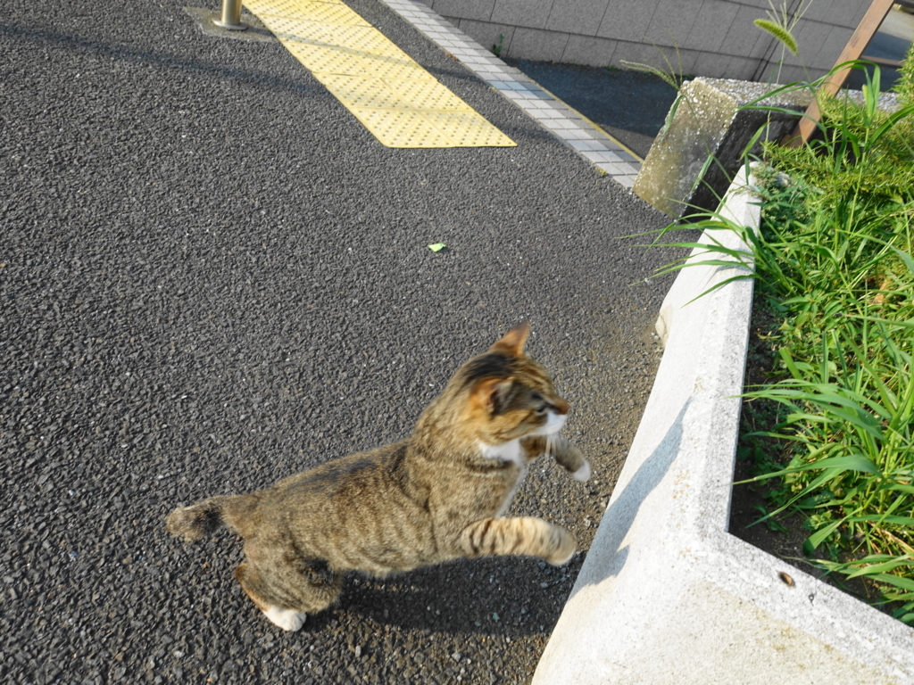 f:id:shigeo-t:20180730094651j:plain
