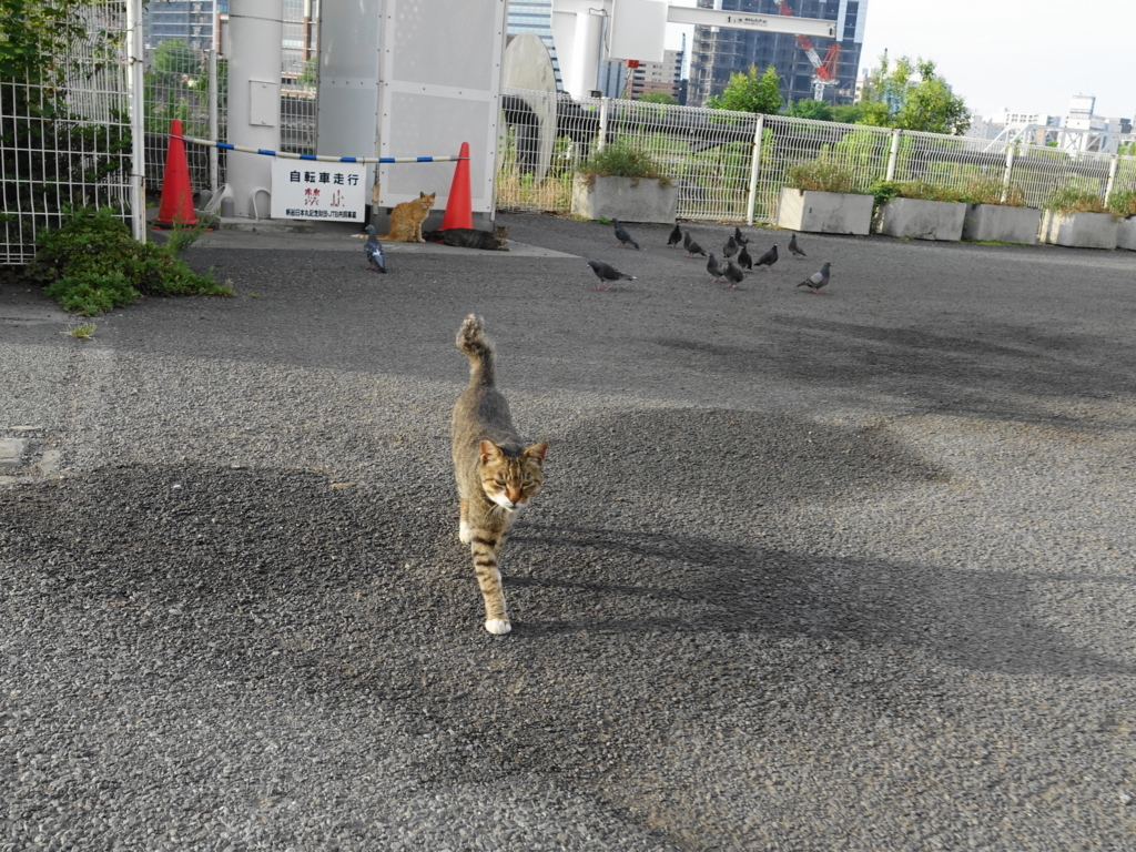 f:id:shigeo-t:20180730095311j:plain