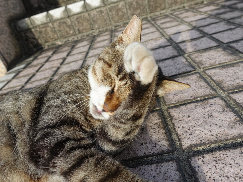 f:id:shigeo-t:20180730095526j:plain