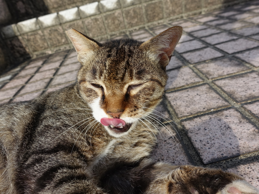 f:id:shigeo-t:20180730095531j:plain