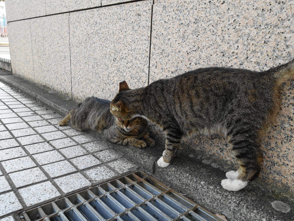 f:id:shigeo-t:20180730095944j:plain
