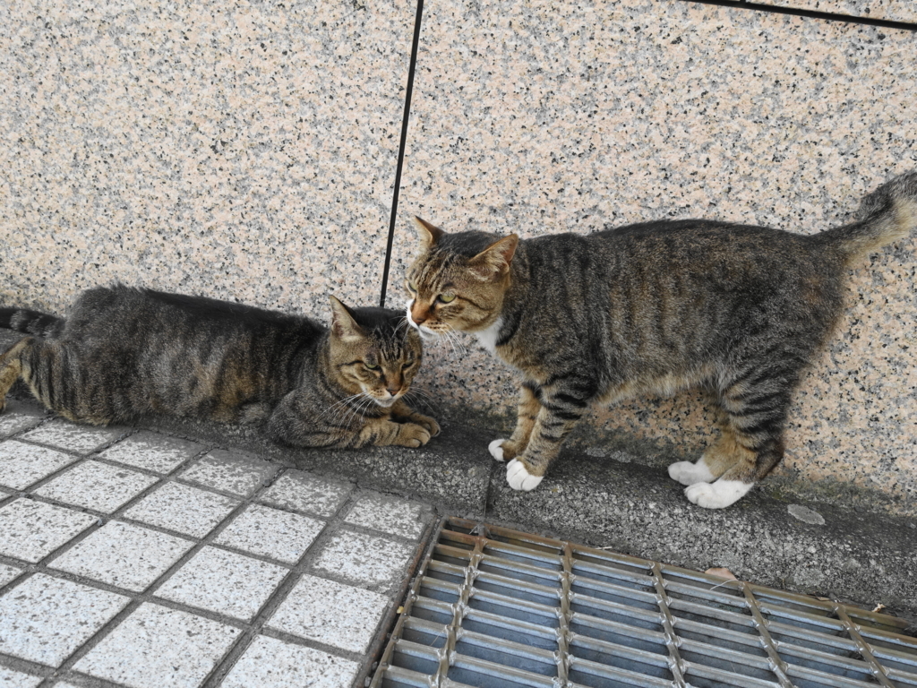 f:id:shigeo-t:20180730095953j:plain