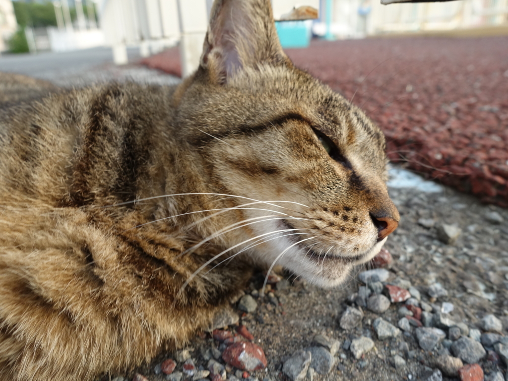 f:id:shigeo-t:20180730100657j:plain