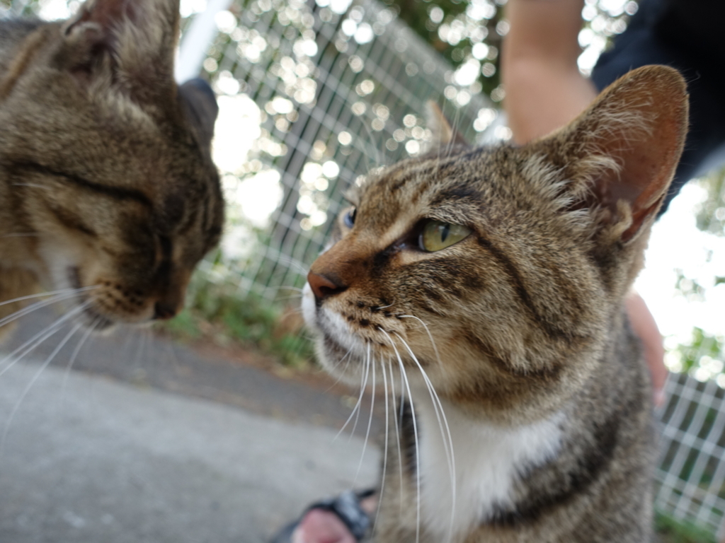 f:id:shigeo-t:20180730100742j:plain