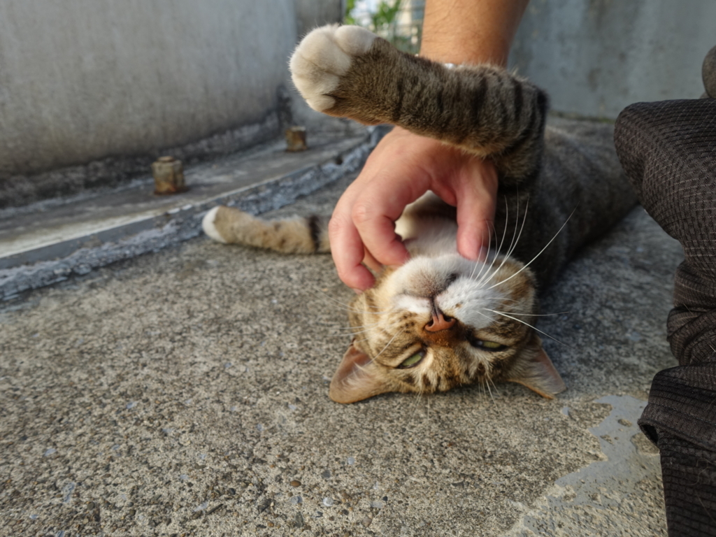 f:id:shigeo-t:20180730101130j:plain