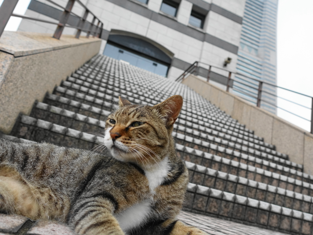 f:id:shigeo-t:20180803093735j:plain f:id:shigeo-t:20180803093735j:plain