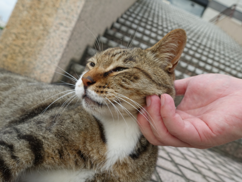 f:id:shigeo-t:20180803094932j:plain f:id:shigeo-t:20180803094932j:plain