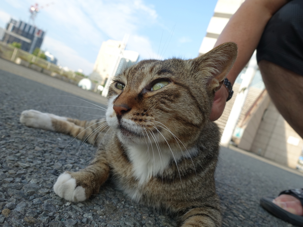 f:id:shigeo-t:20180803100353j:plain f:id:shigeo-t:20180803100353j:plain