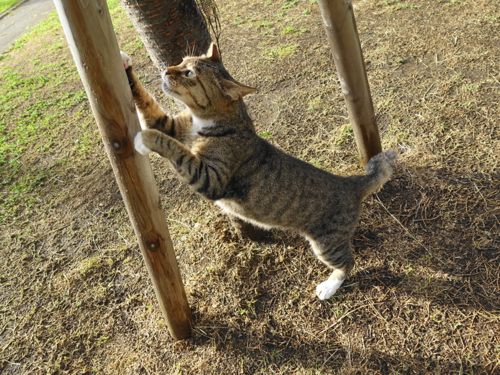 f:id:shigeo-t:20180803102655j:plain f:id:shigeo-t:20180803102655j:plain