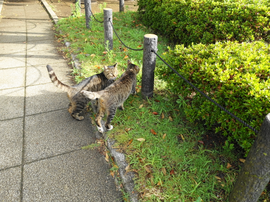 f:id:shigeo-t:20180803102728j:plain f:id:shigeo-t:20180803102728j:plain